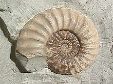 Ammonite Asteroceras